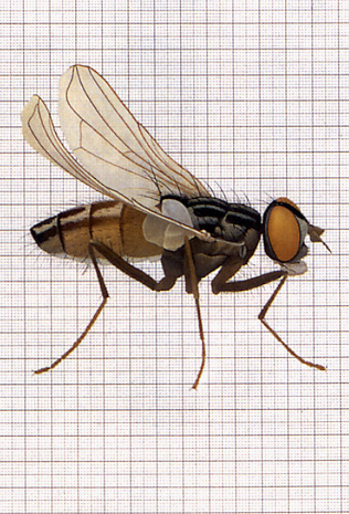 Illustration for article titled The Mutant Art of Radioactive Insects